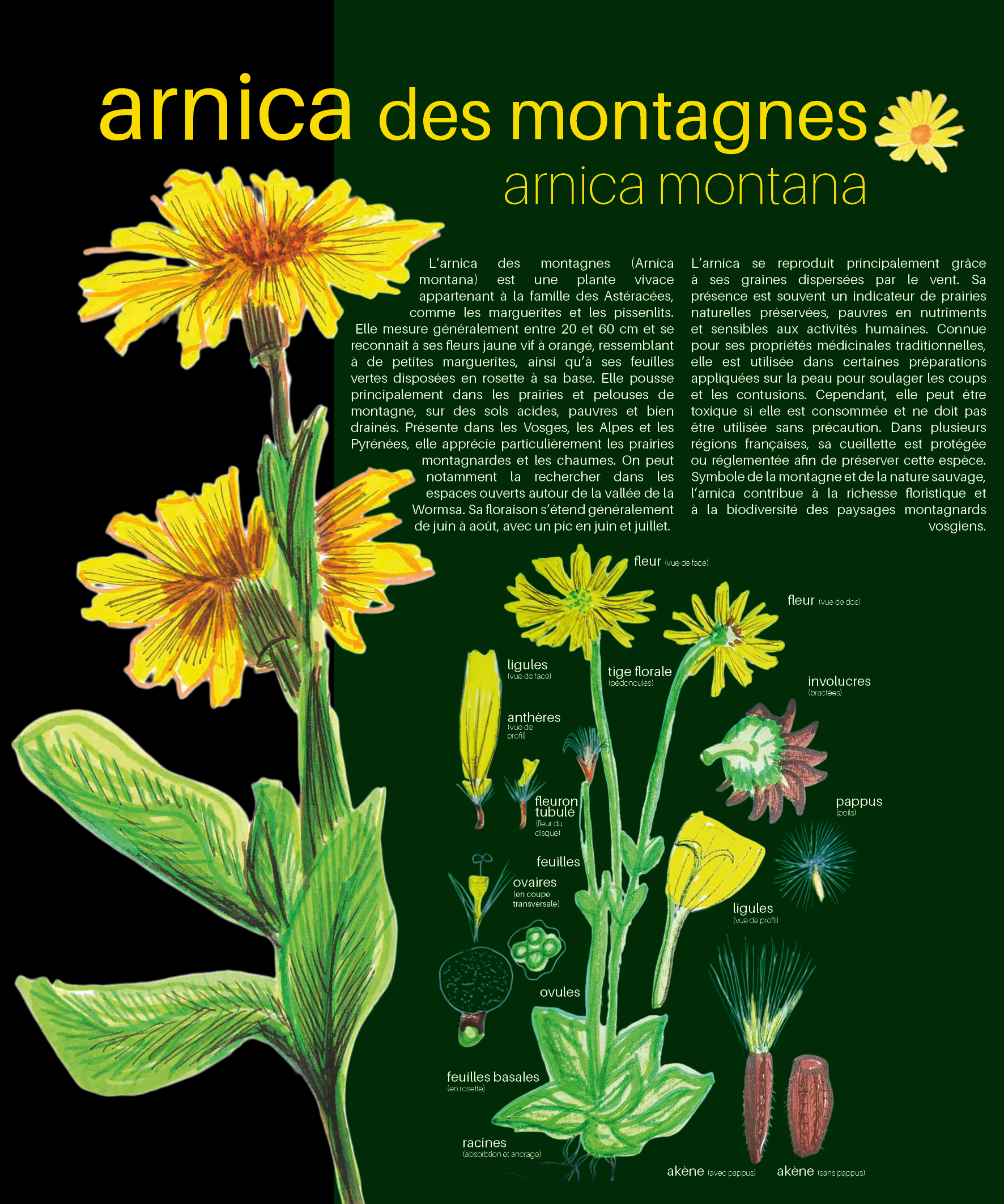 Arnica des Montagnes panneau